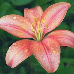 Rare Multi-Color Lily Flower Seeds 100pcs/pack – UrbanGardenSeed