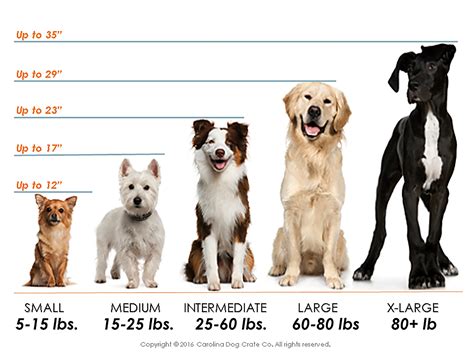 Dog Crate Size Chart