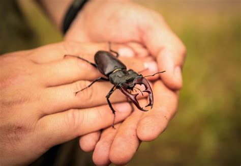 Stag Beetles | Home & Garden Information Center