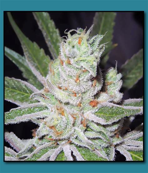 Sour Dubble x Querkle (Hammerhead) :: Cannabis Strain Info