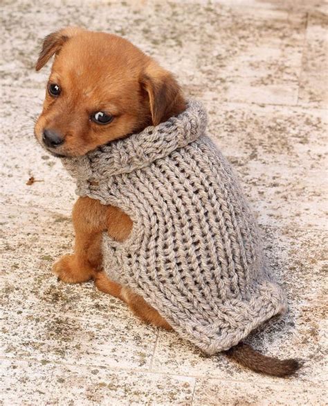 Free Knitting Pattern for Small Puppy Sweater | Köpek montu, Köpek kazağı, Örgü desenleri