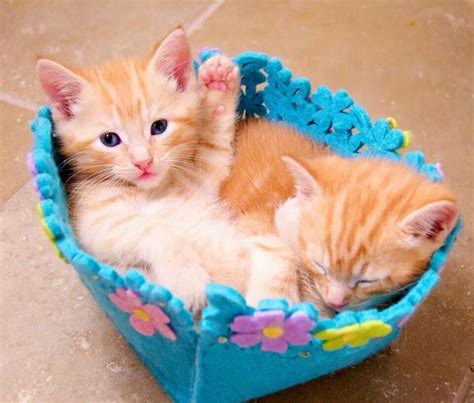 Kitten basket | Tiny kitten, Kittens, Kitten