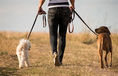 How to Master Walking a Stronger Dog: Expert Tips - ACCION Chicago