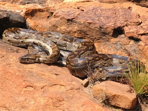 Southern African rock python (Python sebae natalensis); DISPLAY FULL IMAGE.