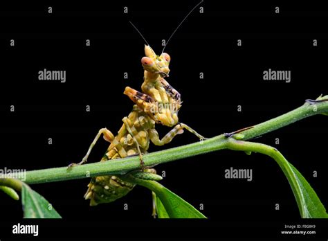 Praying mantis (Callibia diana) with green markings for camouflage, Amazon rainforest, Yasuni ...