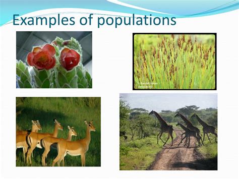 PPT - POPULATION ECOLOGY BEVOLKINGSEKOLOGIE PowerPoint Presentation, free download - ID:1396030