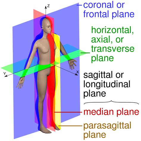 Transverse plane - Wikipedia