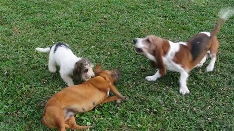 Miniature Basset Hounds at play - YouTube