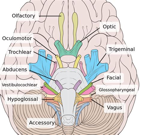 How to Learn the 12 Cranial Nerves
