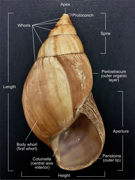 Snail Shell Section