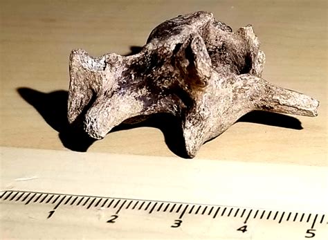 Bear-Dog Fossils - Fossil ID - The Fossil Forum