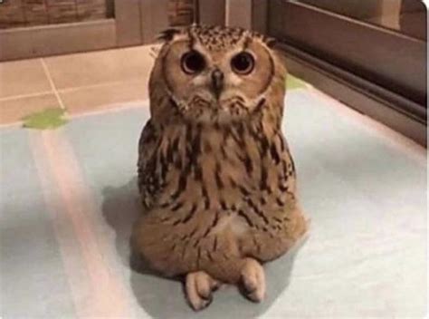 This owl sitting criss cross : r/interestingasfuck