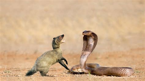 Snake Vs Mongoose In A Big Fight No Ending - YouTube