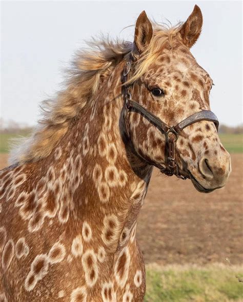 Peacock leopard Appaloosa | Cavalos raros, Cavalos bonitos, Cavalos ...