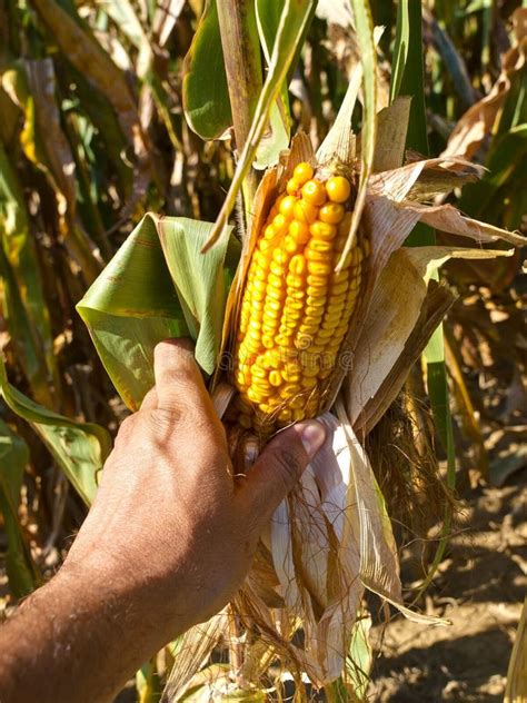 Farmer harvesting corn stock photo. Image of kernels - 17269576