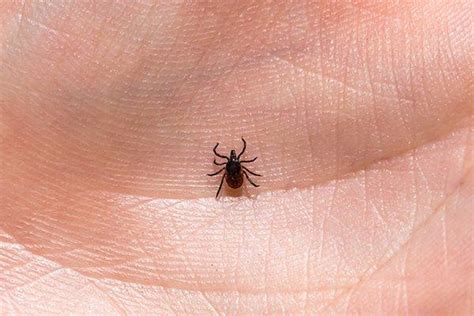 What To Do If A Tick In Lakewood Ranch Bites You