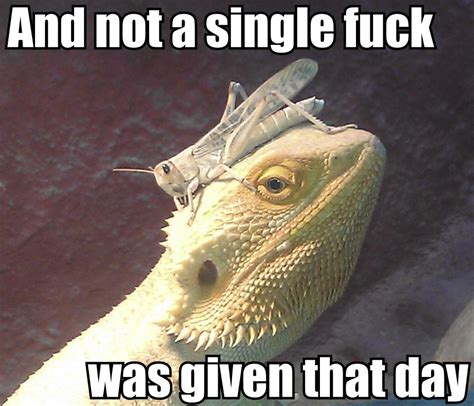 Pin by Laine on Reptile memes | Bearded dragon funny, Bearded dragon cute, Bearded dragon memes
