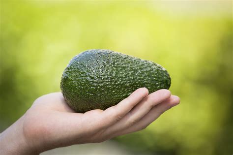 Avocado Harvest Time: Tips For Picking Avocados | Avocado, Avocado tree, Growing tree