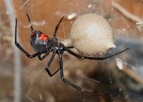 Black Widow (Latrodectus) | Black widow spider, Widow spider, Spider bites