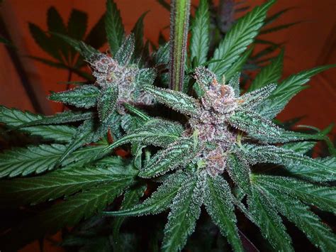 Granddaddy Purple grow journal week13 by stephandjo - GrowDiaries