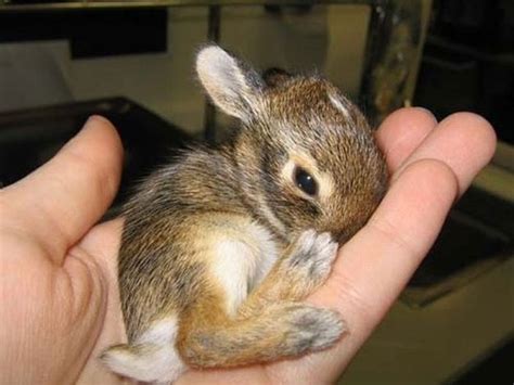 15 Tiny Cute Animals | Bébés animaux mignons, Bébés animaux, Mignons ...