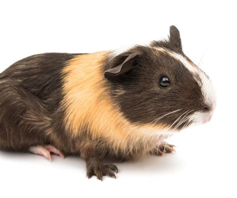 Bumblefoot in Guinea Pigs: Signs, Causes, Treatment, and Preventison ...