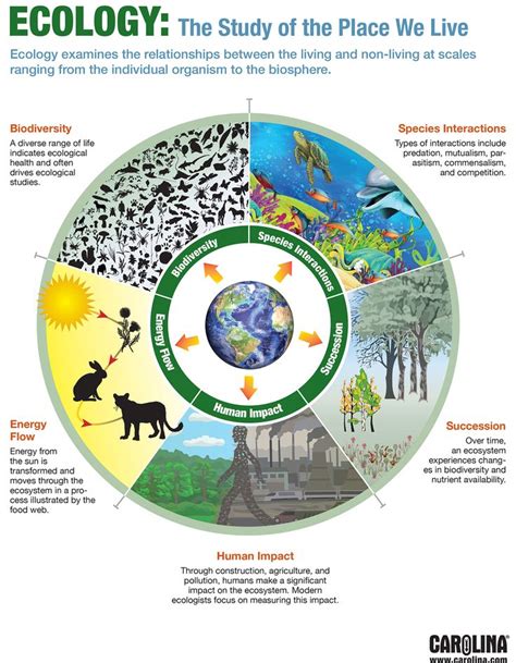 581 best images about Biodiversity on Pinterest | Ecological succession, Ecology and Food chains