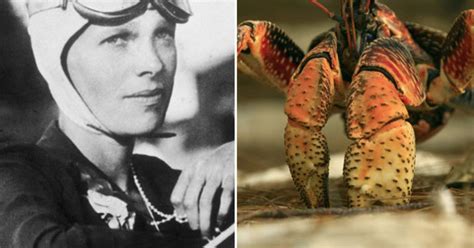 Amelia Earhart conspiracy 'PROOF': Boffins discover KILLER CRABS that ...