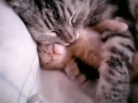 Adorable: Mama cat hugs her baby kitten - CBS News