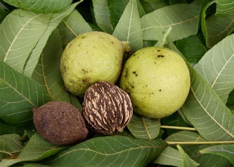 Black Walnut Trees for Sale - Buying & Growing Guide - Trees.com