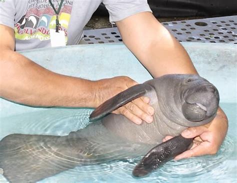 Baby Manatee...how cute an akward all at the same time! LOL! | Animals ...