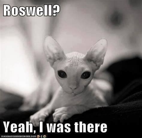 Alien cat Animals And Pets, Baby Animals, Funny Animals, Cute Animals, Gato Sphynx, Hairless ...