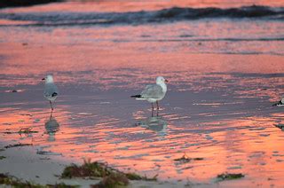 Busselton beachfront | Poor seagull has lost a leg. | Jean and Fred | Flickr
