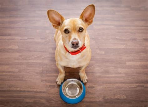 Why Is My Dog Always Hungry? | PetMD