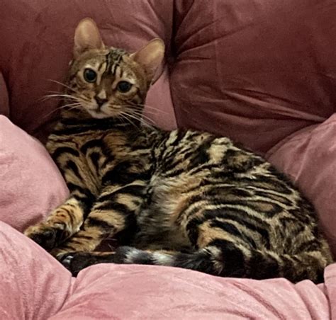 Looking for a Bengal Cat for Sale? – Find Bengal Breeders