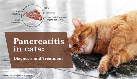 Pancreatitis in cats: Diagnosis and Treatment