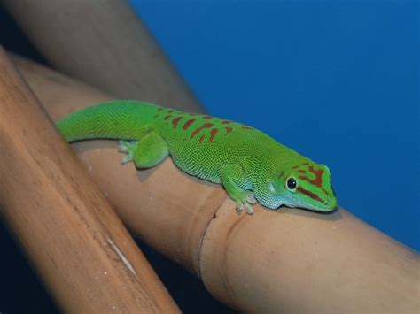 Madagascar Giant Day Gecko Facts and Pictures | Reptile Fact