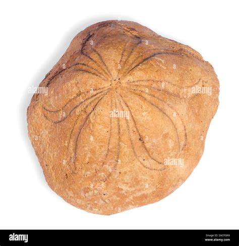 Sea urchin (Clypeaster sp.) fossil. This fossil dates from the Pliocene epoch (between 5 and 2.5 ...