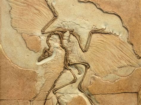 Archaeopteryx by the Numbers | The Institute for Creation Research