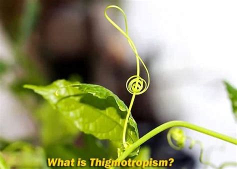 Thigmotropism Definition | Why & How Thigmotropism Occur? | Examples