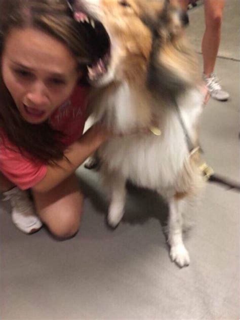 Texas A&M mascot attacking a girl : r/AnimalsBeingJerks