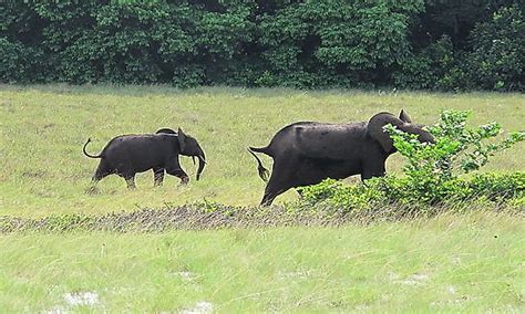 Gabon's National Parks: Safe Havens For The Country's Wildlife - WorldAtlas