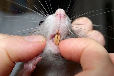 What Type of Teeth Do Rats Have? — Reject Rats