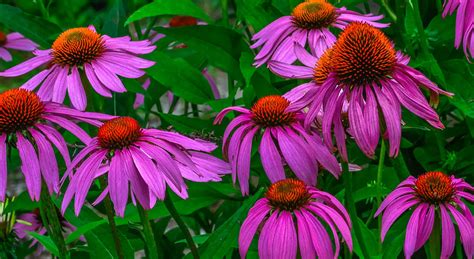 Purple Coneflowers Photograph by Brian Stevens