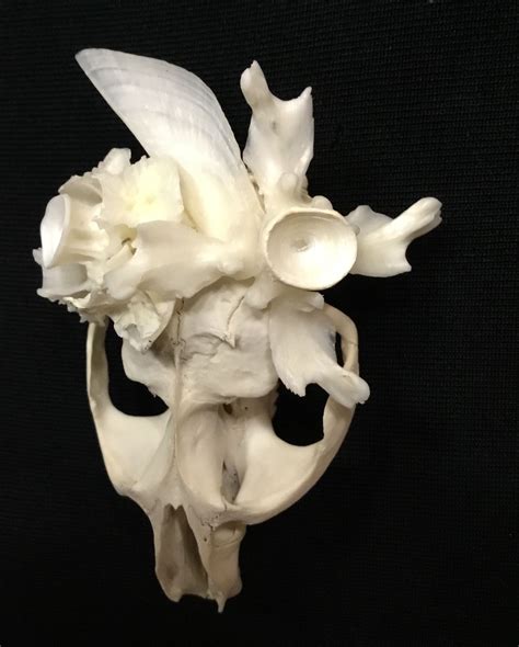 muskrat skull | Bone art, Skull with flowers, Cute moth