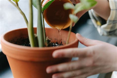 Growing Fruit Trees in Pots | Roots Plants