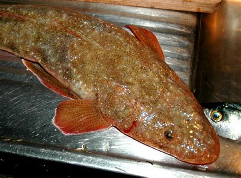 Unusual Flathead - The Aquarium - DECKEE Community