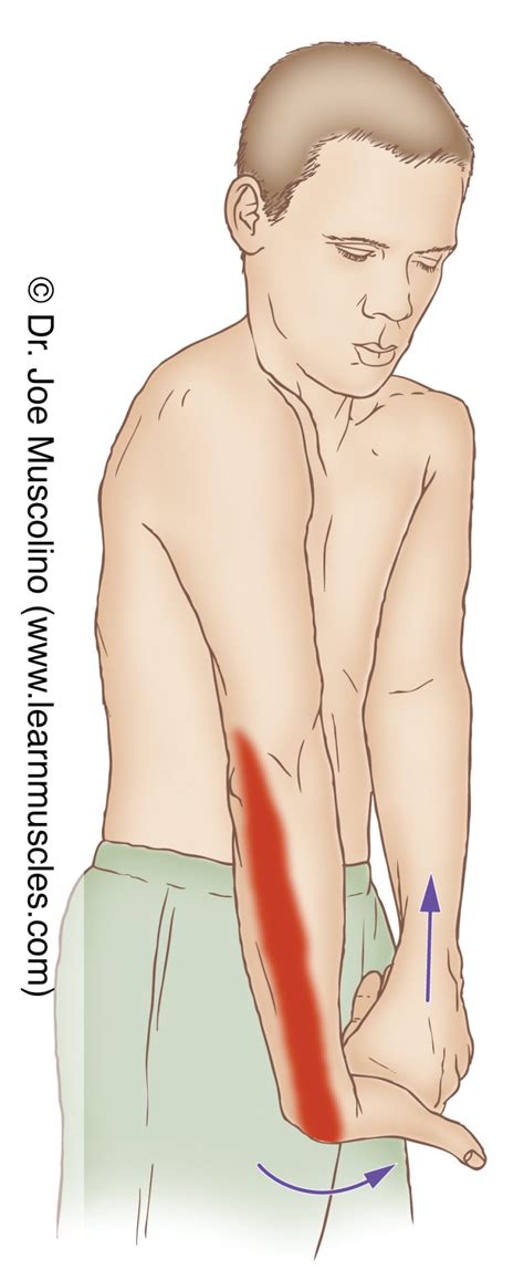 Extensor Carpi Radialis Brevis - Stretching - Learn Muscles