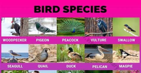 Types of Birds: Great List of 80 Birds by Common Names around the World - Visual Dictionary