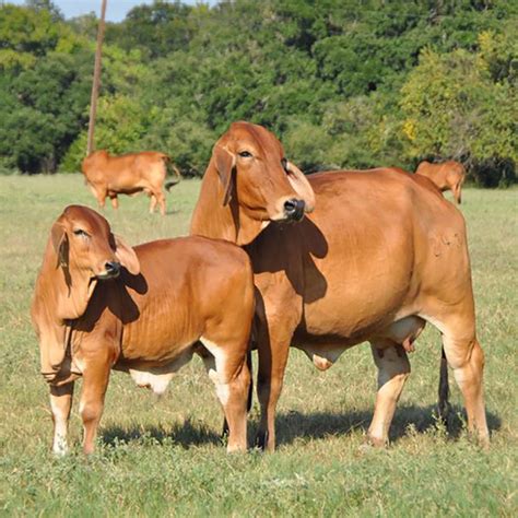 Brahman Cattle Characteristics / Red Bull Brahman Cattle Detering Red Brahmans Behind Every One ...